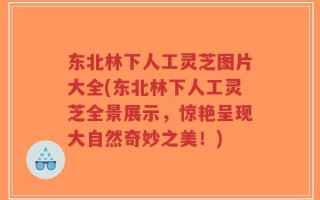 东北林下人工灵芝图片大全(东北林下人工灵芝全景展示，惊艳呈现大自然奇妙之美！)