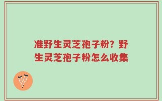 准野生灵芝孢子粉？野生灵芝孢子粉怎么收集