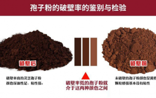 灵芝孢子粉为什么会有油？和有效成分含量有关系吗？