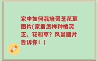 家中如何栽培灵芝花草图片(家里怎样种植灵芝、花和草？风景图片告诉你！)