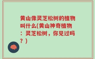 黄山像灵芝松树的植物叫什么(黄山神奇植物：灵芝松树，你见过吗？)