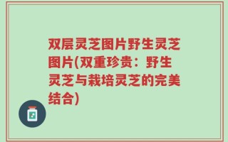 双层灵芝图片野生灵芝图片(双重珍贵：野生灵芝与栽培灵芝的完美结合)