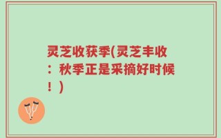 灵芝收获季(灵芝丰收：秋季正是采摘好时候！)
