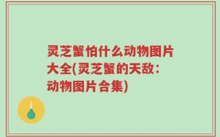 灵芝蟹怕什么动物图片大全(灵芝蟹的天敌：动物图片合集)