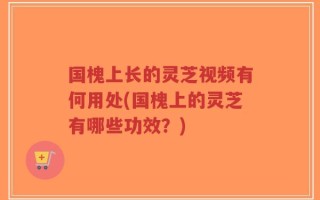 国槐上长的灵芝视频有何用处(国槐上的灵芝有哪些功效？)