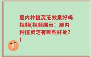 屋内种植灵芝效果好吗视频(视频展示：屋内种植灵芝有哪些好处？)