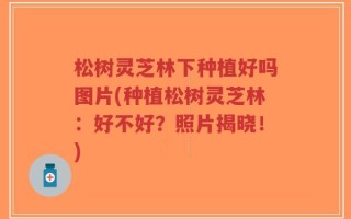 松树灵芝林下种植好吗图片(种植松树灵芝林：好不好？照片揭晓！)