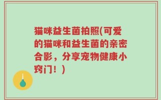 猫咪益生菌拍照(可爱的猫咪和益生菌的亲密合影，分享宠物健康小窍门！)