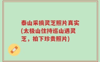 泰山采摘灵芝照片真实(太极山住持巡山遇灵芝，拍下珍贵照片)