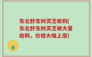 东北野生树灵芝收购(东北野生树灵芝被大量收购，价格大幅上涨)