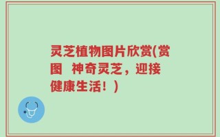 灵芝植物图片欣赏(赏图  神奇灵芝，迎接健康生活！)