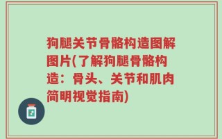 狗腿关节骨骼构造图解图片(了解狗腿骨骼构造：骨头、关节和肌肉简明视觉指南)