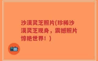 沙漠灵芝照片(珍稀沙漠灵芝现身，震撼照片惊艳世界！)