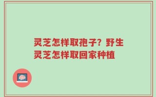 灵芝怎样取孢子？野生灵芝怎样取回家种植