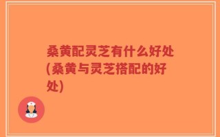 桑黄配灵芝有什么好处(桑黄与灵芝搭配的好处)
