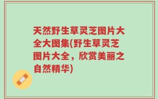天然野生草灵芝图片大全大图集(野生草灵芝图片大全，欣赏美丽之自然精华)