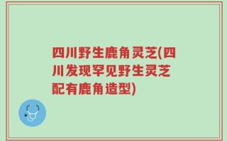 四川野生鹿角灵芝(四川发现罕见野生灵芝 配有鹿角造型)