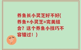 养鱼长小灵芝好不好(养鱼+小灵芝=完美组合？这个养鱼小技巧不容错过！)