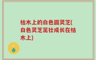 枯木上的白色圆灵芝(白色灵芝茁壮成长在枯木上)