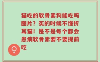 猫吃的软骨素狗能吃吗图片？买的时候不懂折耳猫！是不是每个都会患病软骨素要不要提前吃