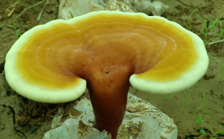 胃不好能喝灵芝孢子粉吗？别再吃药了，吃它！
