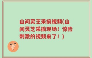 山间灵芝采摘视频(山间灵芝采摘现场！惊险刺激的视频来了！)