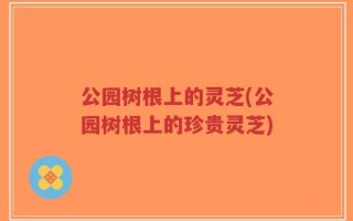 公园树根上的灵芝(公园树根上的珍贵灵芝)