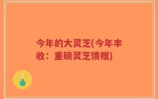 今年的大灵芝(今年丰收：重磅灵芝馈赠)