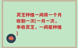 灵芝种植一间房一个月收割一次(一月一次，丰收灵芝，一间屋种植)