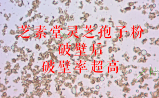 去壁灵芝孢子粉好吗？和破壁灵芝孢子粉有什么不同？