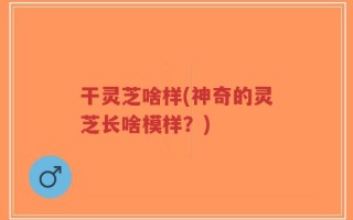 干灵芝啥样(神奇的灵芝长啥模样？)