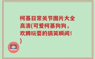柯基日常关节图片大全高清(可爱柯基狗狗，欢腾玩耍的搞笑瞬间！)
