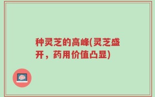 种灵芝的高峰(灵芝盛开，药用价值凸显)
