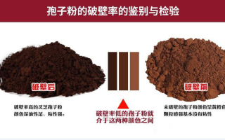 灵芝孢子粉颜色不同功能上会存在差别吗？