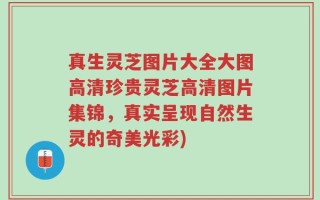 真生灵芝图片大全大图高清珍贵灵芝高清图片集锦，真实呈现自然生灵的奇美光彩)