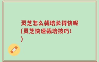 灵芝怎么栽培长得快呢(灵芝快速栽培技巧！)