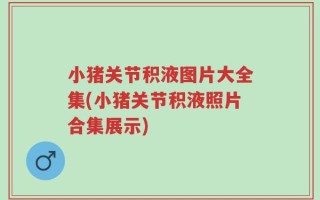 小猪关节积液图片大全集(小猪关节积液照片合集展示)