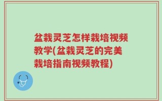 盆栽灵芝怎样栽培视频教学(盆栽灵芝的完美栽培指南视频教程)