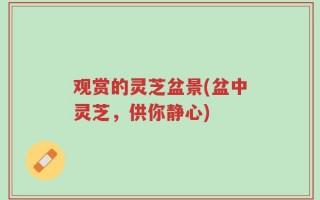 观赏的灵芝盆景(盆中灵芝，供你静心)