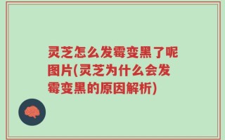 灵芝怎么发霉变黑了呢图片(灵芝为什么会发霉变黑的原因解析)