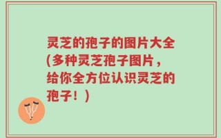 灵芝的孢子的图片大全(多种灵芝孢子图片，给你全方位认识灵芝的孢子！)