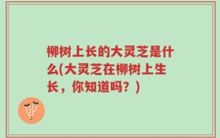 柳树上长的大灵芝是什么(大灵芝在柳树上生长，你知道吗？)