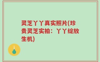 灵芝丫丫真实照片(珍贵灵芝实拍：丫丫绽放生机)