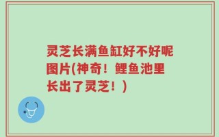 灵芝长满鱼缸好不好呢图片(神奇！鲤鱼池里长出了灵芝！)