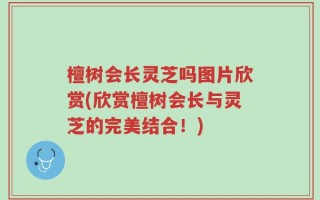檀树会长灵芝吗图片欣赏(欣赏檀树会长与灵芝的完美结合！)