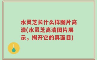 水灵芝长什么样图片高清(水灵芝高清图片展示，揭开它的真面目)