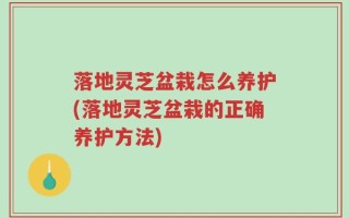 落地灵芝盆栽怎么养护(落地灵芝盆栽的正确养护方法)
