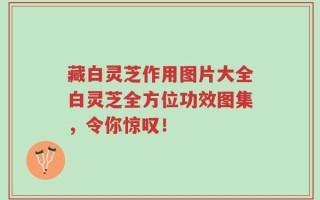 藏白灵芝作用图片大全白灵芝全方位功效图集，令你惊叹！