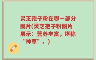灵芝孢子粉在哪一部分图片(灵芝孢子粉图片展示：营养丰富，堪称“神草”。)