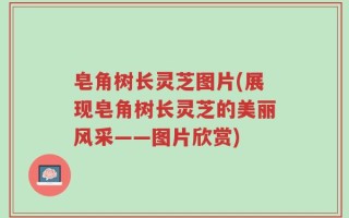 皂角树长灵芝图片(展现皂角树长灵芝的美丽风采——图片欣赏)